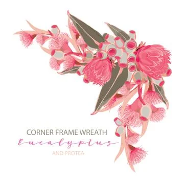 Protea Eucalyptus corner wreath Illustrazione stock