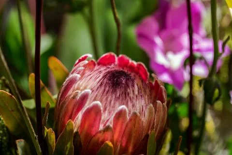 Protea flower in bloom Stock Photos