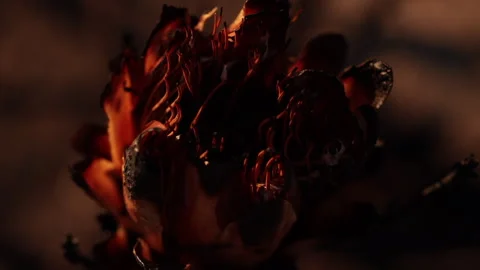 Protea Flower burned by Wildfire - slomo Stock Footage 255630397