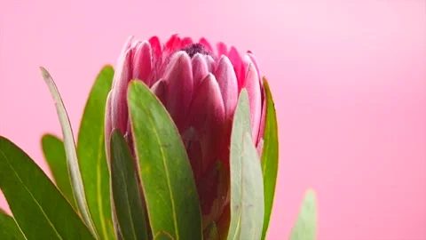 Protea flower close-up. Pink King Protea Plant rotation over purple background.  Stock Footage 303858077