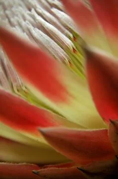 Protea Flower Closeup Stock Photos