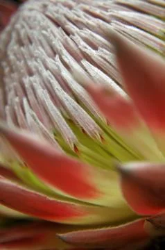 Protea Flower Closeup Stock Photos