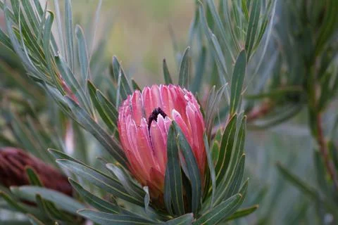Protea flower closeup Stock Photos