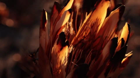 Protea Flower CU burned by Wildfire - slomo Stock Footage 255631576