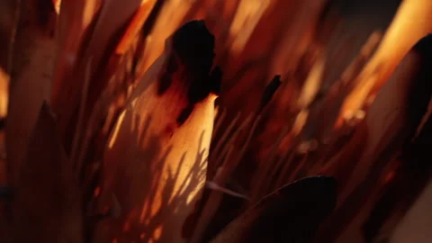 Protea Flower ECU burned by Wildfire - slomo Stock Footage 255631590