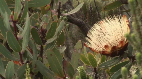 Protea flower Stock Footage 647080