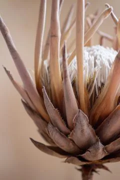 Protea flower Stock Photos