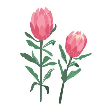 Protea flower vector illustration isolated on white background in modern simple Stock Illustration