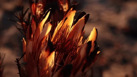 Protea Flowers burned by Wildfire slow move on and back Stock Footage 255631735