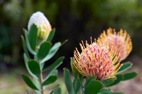 Protea Flowers Stock Photos