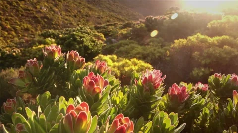 Protea flowers, Table Mountain Stock Footage 42710531