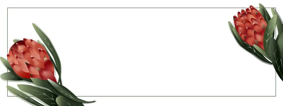 Protea with a gradient on a white background Stock Illustration