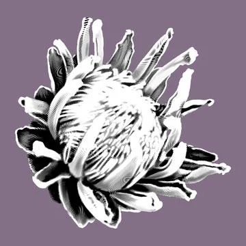 Protea. graphic Proteus. A flower is realistic on a onk. graphic illustration Stock-Illustration