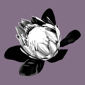Protea. graphic Proteus. A flower is realistic on a onk. graphic illustration Stock-Illustration