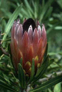 Protea Stock Photos