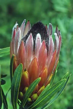 Protea Stock Photos
