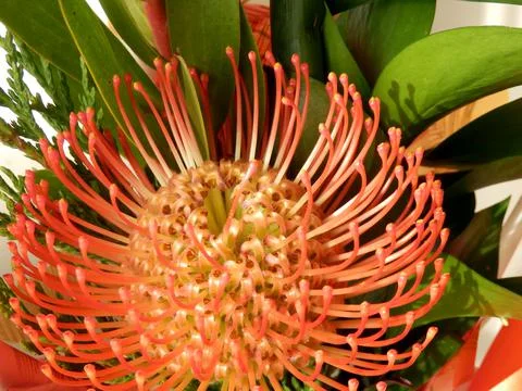 Protea Pincushion Stock Photos