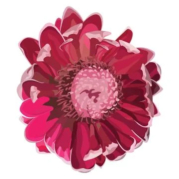 Protea Pink Illustrazione stock