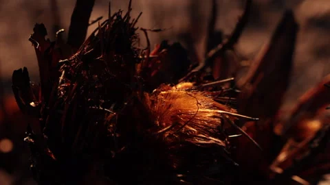 Protea Seeds surviving Wildfire slow move Stock Footage 255631567
