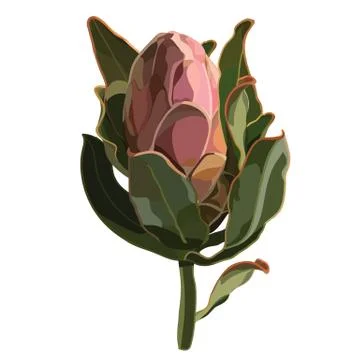 Protea Side View Detailed Vector Illustration on a White background Stock Illustration