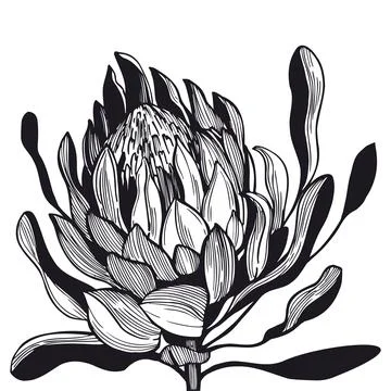 Protea.  Sketch illustration. Stock Illustration