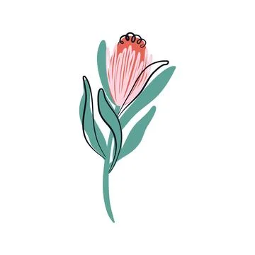 Protea vector illustration. Minimalistic boho plant. Stock Illustration