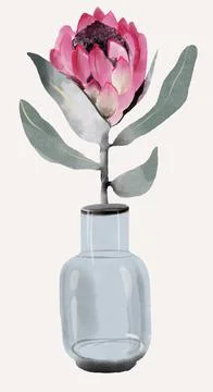 Protea watercolor pink flower on white isolated Stock Illustration