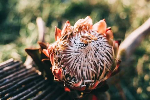 Protea wedding decor Stock Photos