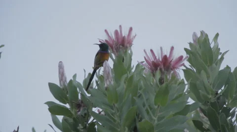 Protea Western Cape Flora with bird jump Stock Footage 48364001
