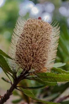 Protea with wispy lashes and serrated leaves on blurred background Stock Photos