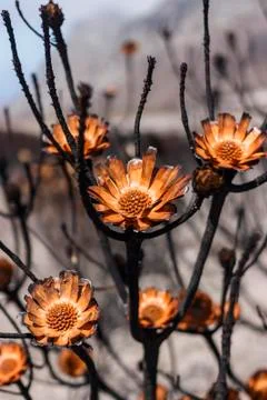Proteas burnt during a wildfire 写真素材
