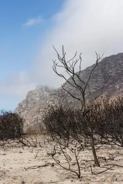 Proteas burnt during a wildfire 写真素材