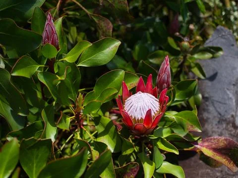 Proteas Flower Stock Photos