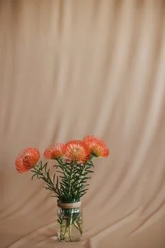 Proteas in full bloom Stock Photos