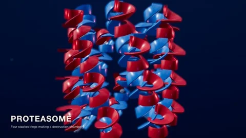 Proteasome protein structure red blue medical technology loop Видео 343829282