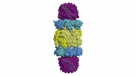 Proteasome, rotating space-filling model Stock Footage 59834115