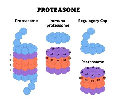 Proteasome structure anatomy diagram process. Labeled Immunoproteasome, Reg.. Stock Illustration