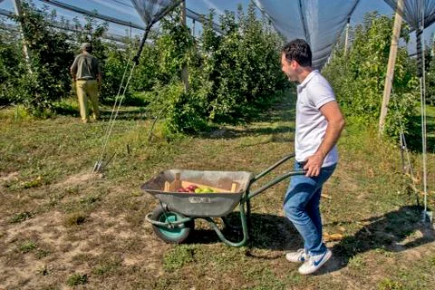 Protected apple plantation Stock Photos