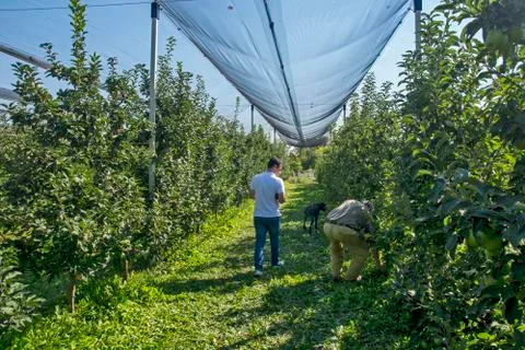 Protected apple plantation Stock Photos
