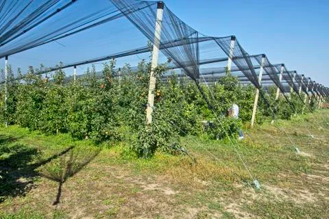 Protected apple plantation Stock Photos