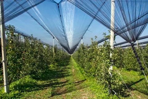 Protected apple plantation Stock Photos