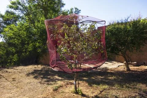 Protected apple tree 库存照片