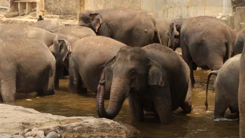 The protected area for elephants. Elephants bathe in the river. Stock Footage 126816161