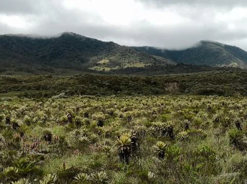 Protected area, Paramo ecosystem. Endemic biodiversity of frailejones, Espeletia Stock Photos
