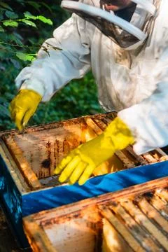 Protected Beekeeper Checking the Beehives Frames of the Bee Colony Stock Photos