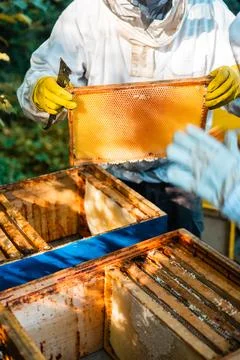 Protected Beekeeper with Hive Tool Checking the Hanging Wooden Beehive Fram.. Stock Photos