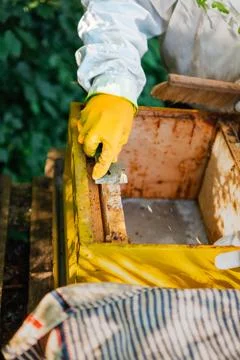 Protected Beekeeper Scraping off Burr-Comb Beewax Honey Cells From the Wood.. Stock Photos
