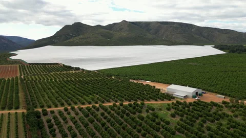 Protected Citrus Fruit Plantation with Netting and Farm Sheds, Drone Flyover Stock Footage 338120874