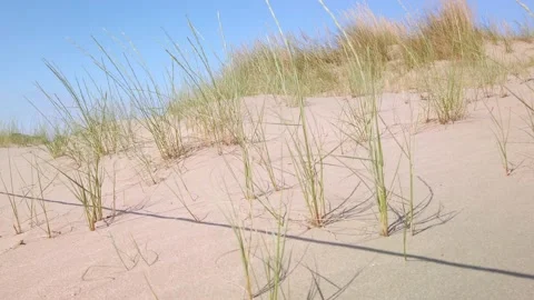 Protected dunes on a with wind on a sunny day and blue sky Video stock 133551770