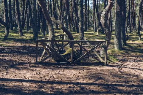 Protected fir trees of dancing forest at curonian spit on sunny day Stock Photos